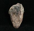 Large Triceratops Tooth - Inch #4454-1
